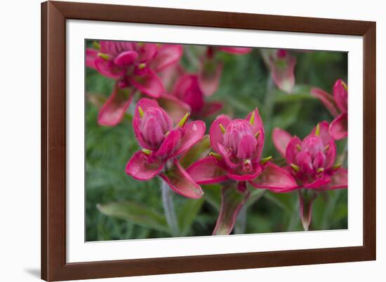 Indian Paintbrush, Mount Timpanogos. Uinta-Wasatch-Cache Nf-Howie Garber-Framed Photographic Print