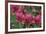 Indian Paintbrush, Mount Timpanogos. Uinta-Wasatch-Cache Nf-Howie Garber-Framed Photographic Print