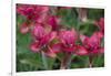 Indian Paintbrush, Mount Timpanogos. Uinta-Wasatch-Cache Nf-Howie Garber-Framed Photographic Print