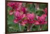 Indian Paintbrush, Mount Timpanogos. Uinta-Wasatch-Cache Nf-Howie Garber-Framed Photographic Print