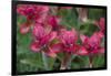 Indian Paintbrush, Mount Timpanogos. Uinta-Wasatch-Cache Nf-Howie Garber-Framed Photographic Print