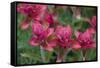 Indian Paintbrush, Mount Timpanogos. Uinta-Wasatch-Cache Nf-Howie Garber-Framed Stretched Canvas