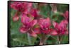 Indian Paintbrush, Mount Timpanogos. Uinta-Wasatch-Cache Nf-Howie Garber-Framed Stretched Canvas