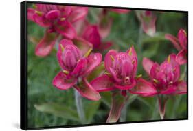 Indian Paintbrush, Mount Timpanogos. Uinta-Wasatch-Cache Nf-Howie Garber-Framed Stretched Canvas