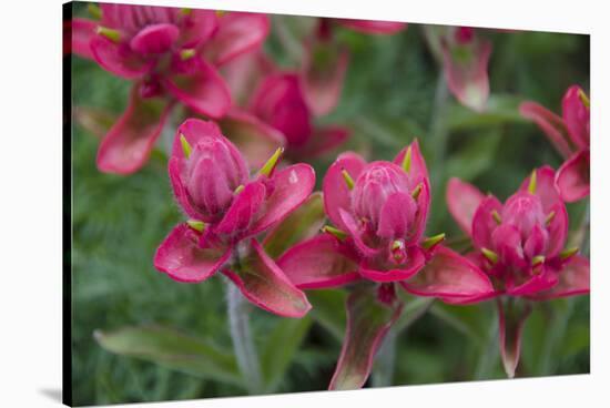 Indian Paintbrush, Mount Timpanogos. Uinta-Wasatch-Cache Nf-Howie Garber-Stretched Canvas