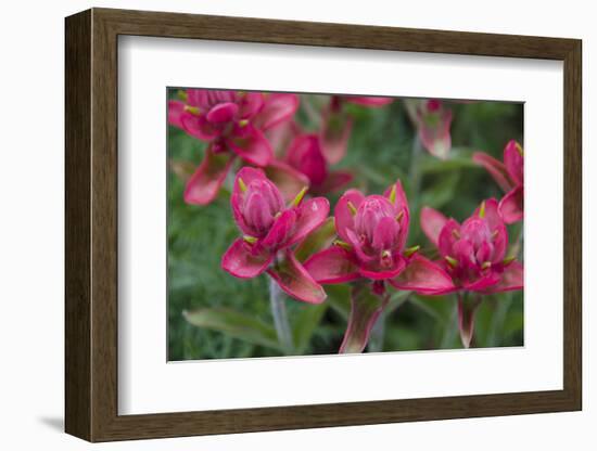 Indian Paintbrush, Mount Timpanogos. Uinta-Wasatch-Cache Nf-Howie Garber-Framed Photographic Print