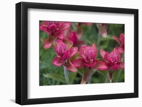 Indian Paintbrush, Mount Timpanogos. Uinta-Wasatch-Cache Nf-Howie Garber-Framed Photographic Print