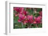 Indian Paintbrush, Mount Timpanogos. Uinta-Wasatch-Cache Nf-Howie Garber-Framed Photographic Print