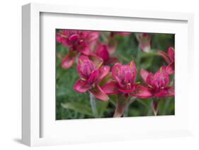 Indian Paintbrush, Mount Timpanogos. Uinta-Wasatch-Cache Nf-Howie Garber-Framed Photographic Print