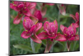 Indian Paintbrush, Mount Timpanogos. Uinta-Wasatch-Cache Nf-Howie Garber-Mounted Photographic Print