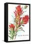 Indian Paintbrush, Muir Woods, Californi-null-Framed Stretched Canvas