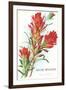 Indian Paintbrush, Muir Woods, Californi-null-Framed Art Print