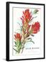 Indian Paintbrush, Muir Woods, Californi-null-Framed Art Print