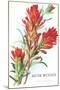 Indian Paintbrush, Muir Woods, Californi-null-Mounted Art Print