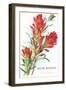 Indian Paintbrush, Muir Woods, Californi-null-Framed Art Print