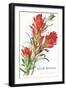 Indian Paintbrush, Muir Woods, Californi-null-Framed Art Print