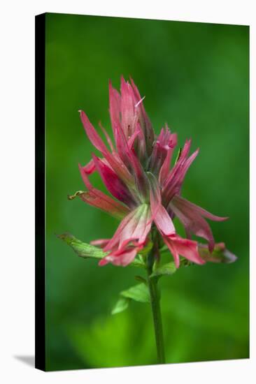 Indian Paintbrush, Okanogan-Wenatchee National Forest, Washington, USA-Roddy Scheer-Stretched Canvas