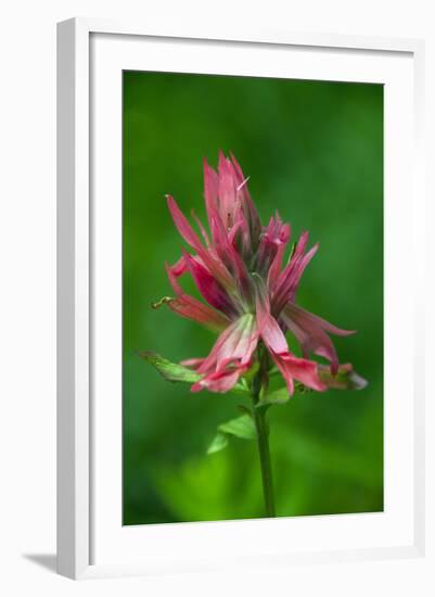 Indian Paintbrush, Okanogan-Wenatchee National Forest, Washington, USA-Roddy Scheer-Framed Photographic Print