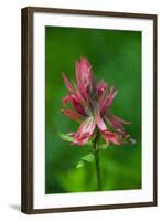 Indian Paintbrush, Okanogan-Wenatchee National Forest, Washington, USA-Roddy Scheer-Framed Photographic Print