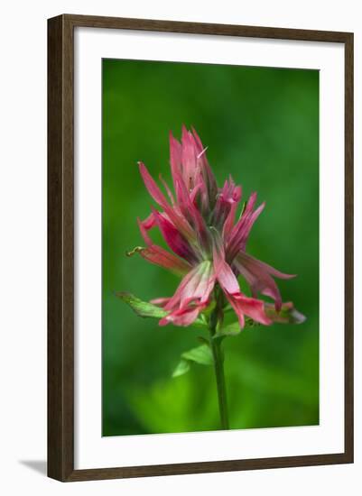 Indian Paintbrush, Okanogan-Wenatchee National Forest, Washington, USA-Roddy Scheer-Framed Photographic Print