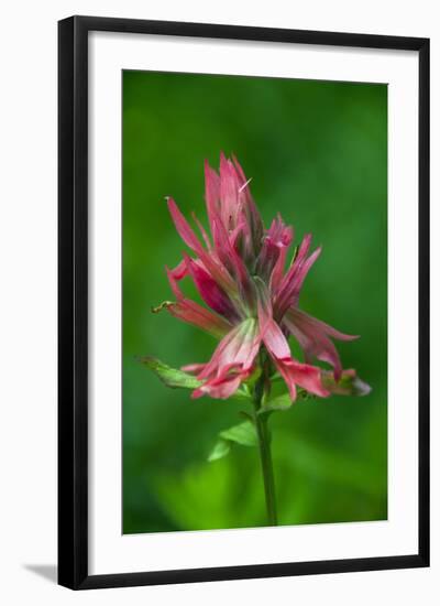 Indian Paintbrush, Okanogan-Wenatchee National Forest, Washington, USA-Roddy Scheer-Framed Photographic Print