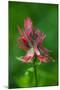 Indian Paintbrush, Okanogan-Wenatchee National Forest, Washington, USA-Roddy Scheer-Mounted Photographic Print