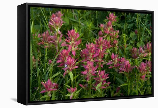 Indian Paintbrush, Okanogan-Wenatchee National Forest, Washington, USA-Roddy Scheer-Framed Stretched Canvas