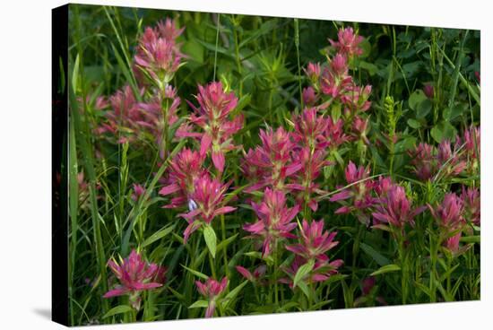 Indian Paintbrush, Okanogan-Wenatchee National Forest, Washington, USA-Roddy Scheer-Stretched Canvas