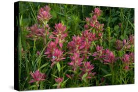 Indian Paintbrush, Okanogan-Wenatchee National Forest, Washington, USA-Roddy Scheer-Stretched Canvas