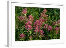 Indian Paintbrush, Okanogan-Wenatchee National Forest, Washington, USA-Roddy Scheer-Framed Photographic Print