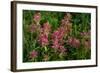 Indian Paintbrush, Okanogan-Wenatchee National Forest, Washington, USA-Roddy Scheer-Framed Photographic Print