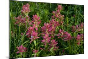 Indian Paintbrush, Okanogan-Wenatchee National Forest, Washington, USA-Roddy Scheer-Mounted Photographic Print