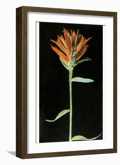 Indian Paintbrush, Yellowstone National Park-null-Framed Art Print