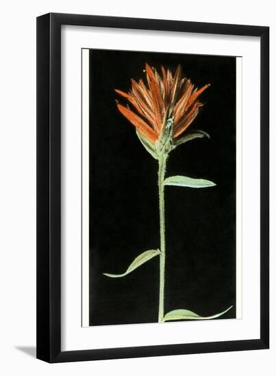 Indian Paintbrush, Yellowstone National Park-null-Framed Art Print