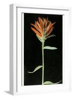 Indian Paintbrush, Yellowstone National Park-null-Framed Art Print