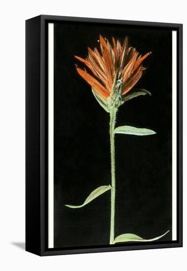 Indian Paintbrush, Yellowstone National Park-null-Framed Stretched Canvas