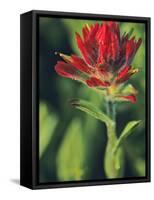 Indian Paintbrush-Chuck Haney-Framed Stretched Canvas