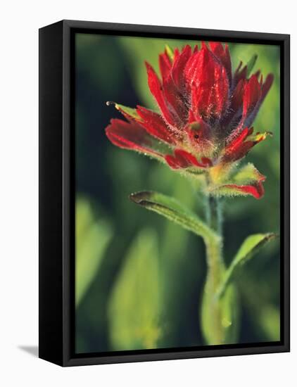 Indian Paintbrush-Chuck Haney-Framed Stretched Canvas