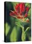 Indian Paintbrush-Chuck Haney-Stretched Canvas