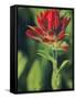 Indian Paintbrush-Chuck Haney-Framed Stretched Canvas