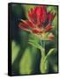 Indian Paintbrush-Chuck Haney-Framed Stretched Canvas