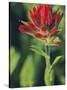 Indian Paintbrush-Chuck Haney-Stretched Canvas