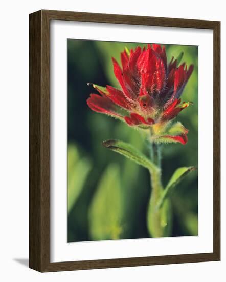 Indian Paintbrush-Chuck Haney-Framed Photographic Print