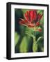 Indian Paintbrush-Chuck Haney-Framed Photographic Print
