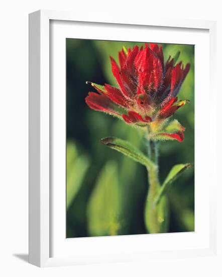 Indian Paintbrush-Chuck Haney-Framed Photographic Print