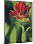 Indian Paintbrush-Chuck Haney-Mounted Photographic Print