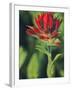Indian Paintbrush-Chuck Haney-Framed Photographic Print