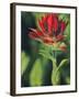 Indian Paintbrush-Chuck Haney-Framed Photographic Print