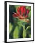 Indian Paintbrush-Chuck Haney-Framed Photographic Print