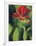 Indian Paintbrush-Chuck Haney-Framed Photographic Print